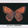Small copper.