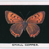 Small copper.