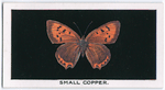 Small copper.