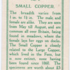 Small copper.