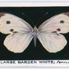 Large garden white, female.