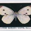 Large garden white, female.