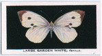 Large garden white, female.