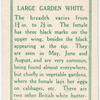 Large garden white, female.