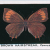 Brown hairstreak, female.