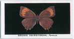 Brown hairstreak, female.