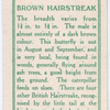 Brown hairstreak, female.