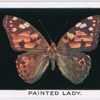 Painted lady.