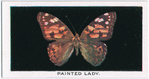 Painted lady.