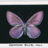 Common blue, male.