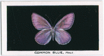 Common blue, male.