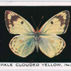 Pale clouded yellow, male.