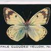 Pale clouded yellow, male.