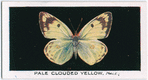 Pale clouded yellow, male.