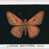 Large skipper, male.