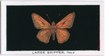 Large skipper, male.