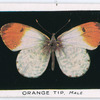 Orange tip, male.