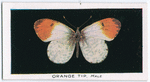 Orange tip, male.
