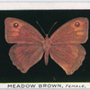 Meadow brown, female.