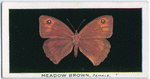 Meadow brown, female.