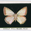 Chalk hill blue, male.