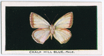 Chalk hill blue, male.