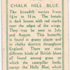 Chalk hill blue, male.