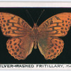 Silver-washed fritillary, male.