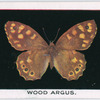 Wood argus.