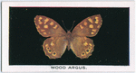 Wood argus.