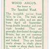 Wood argus.