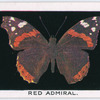 Red admiral.