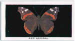 Red admiral.