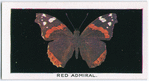 Red admiral.
