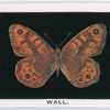 Wall.