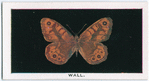 Wall.