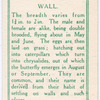 Wall.