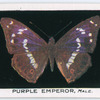 Purple emperor, male.