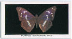 Purple emperor, male.