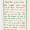 Purple emperor, male.