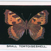 Small tortoiseshell.
