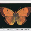 Clouded yellow, male.