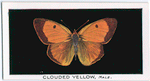 Clouded yellow, male.