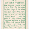 Clouded yellow, male.