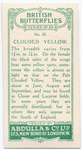 Clouded yellow, male.