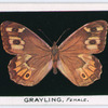 Grayling, female.