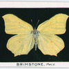 Brimstone, male.