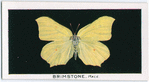 Brimstone, male.