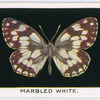 Marbled white.
