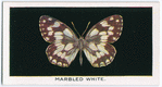 Marbled white.